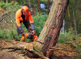 Best Commercial Tree Services  in Keshena, WI